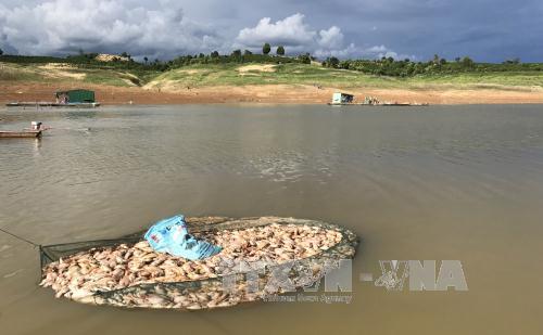 Kon Tum: Cá hồ chứa thuỷ điện Pleikrong chết do thiếu ô xy